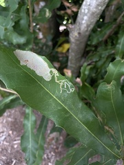 Acrocercops chionosema