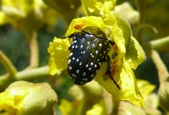 Oxythyrea testaceoguttata