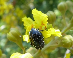 Oxythyrea testaceoguttata