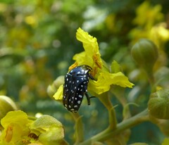 Oxythyrea testaceoguttata