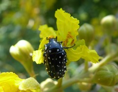 Oxythyrea testaceoguttata