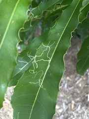 Acrocercops chionosema