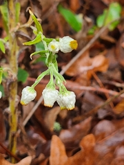 Pseudognaphalium californicum