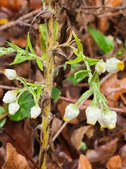 Pseudognaphalium californicum