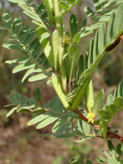 Chamaecrista nigricans image