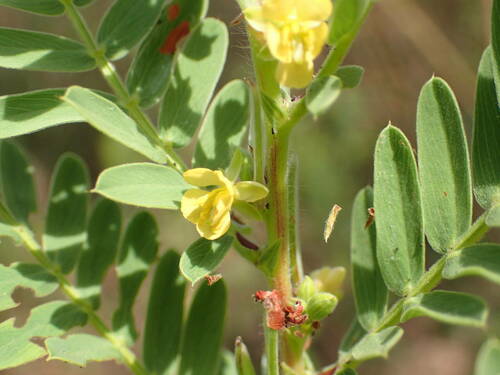 Chamaecrista nigricans