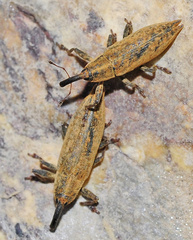 Lixus mucronatus