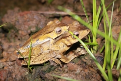 Polypedates otilophus