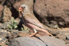 Bucanetes githagineus