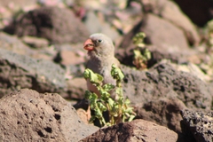 Bucanetes githagineus