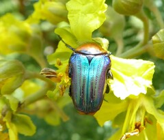 Leucocelis amethystina