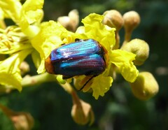 Leucocelis amethystina