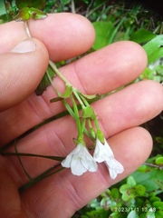 Epilobium chlorifolium