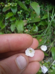 Epilobium chlorifolium