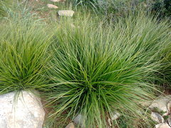 Ampelodesmos mauritanicus