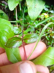Epilobium chlorifolium
