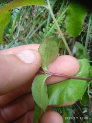 Epilobium chlorifolium