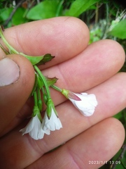 Epilobium chlorifolium