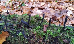 Xylaria longipes