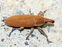 Lixus acicularis