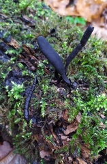 Xylaria longipes