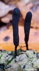Xylaria longipes