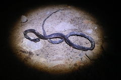 Xenochrophis maculatus