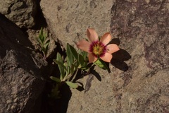 Montiopsis andicola
