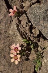 Montiopsis andicola