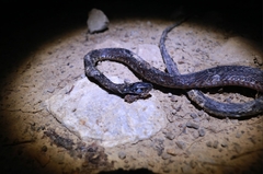 Xenochrophis maculatus