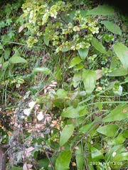 Epilobium chlorifolium