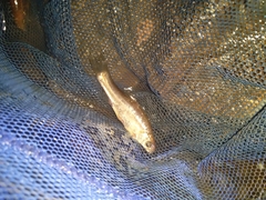 Enteromius anoplus