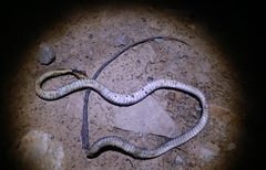 Xenochrophis maculatus
