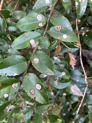 Phyllosticta vaccinii