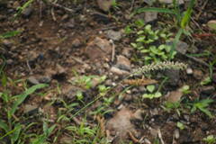 Tragus berteronianus