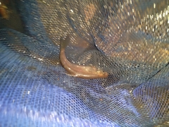Enteromius anoplus
