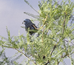 Cyanoloxia brissonii