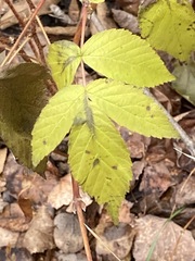 Rubus idaeus