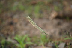 Tragus berteronianus