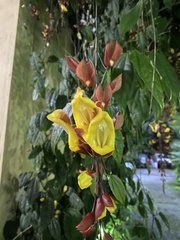 Thunbergia mysorensis