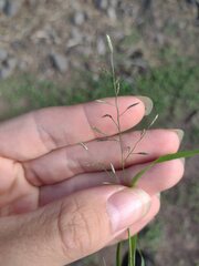Eragrostis barrelieri