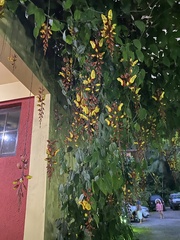 Thunbergia mysorensis