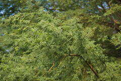 Prosopis pallida