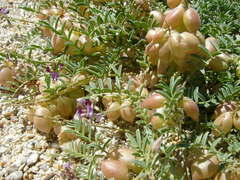 Astragalus nutans