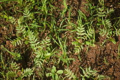 Tribulus cistoides