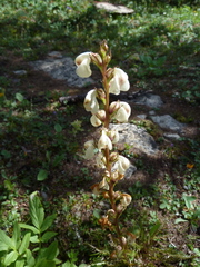 Pedicularis contorta