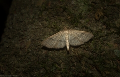 Addaea subtessellata