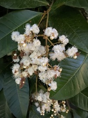 Myrcia