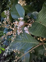 Myrcia