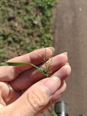 Eragrostis barrelieri